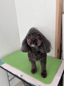 モナちゃんのトリミング写真