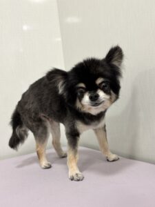 MoMoちゃんのトリミング写真