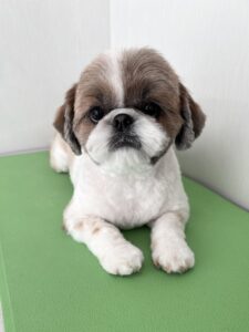 ゆずちゃんのトリミング写真