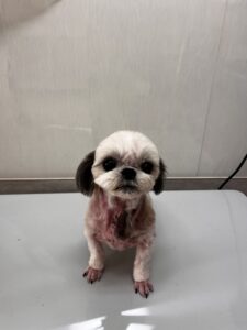 ゆめちゃんのトリミング写真