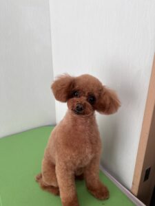 ライムくんのトリミング写真