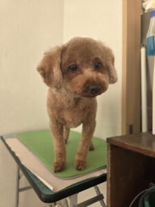 11月10日のわんこたちの写真