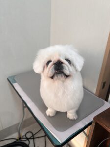 らふぁちゃんのトリミング写真