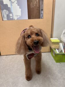 リオくんのトリミング写真