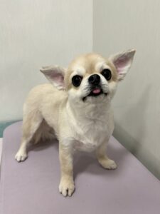 りおちゃんのトリミング写真