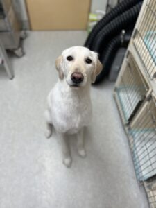 ルーベンくんのトリミング写真