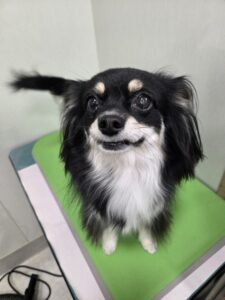 レナちゃんのトリミング写真