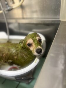 レンくんのトリミング写真