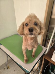 レンくんのトリミング写真