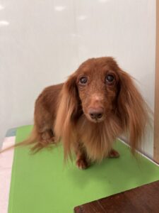 和ノ助(わのすけ)くんのトリミング写真