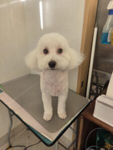 アランくんのトリミング写真