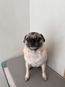 エマちゃんのトリミング写真