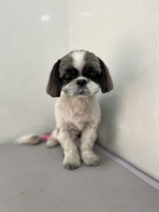 クゥーくんのトリミング写真