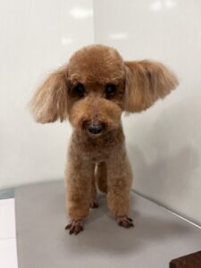 クッキーくんのトリミング写真