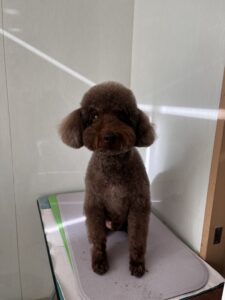 クロのトリミング写真