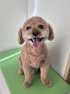 ケリーくんのトリミング写真