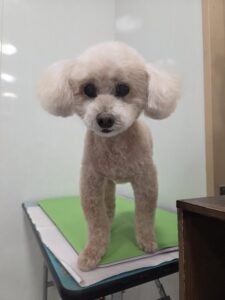 コロくんのトリミング写真