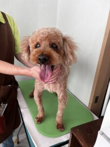 コロくんのトリミング写真