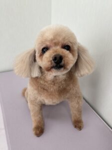 サラちゃんのトリミング写真