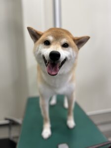 タロくんのトリミング写真