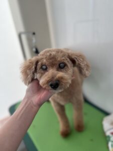 チェリーちゃんのトリミング写真