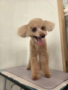チャオくんのトリミング写真