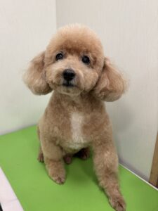 チョロくんのトリミング写真