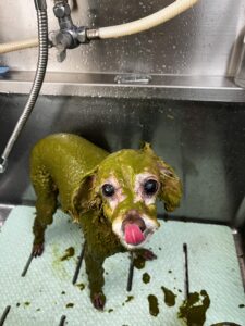 ティアラちゃんのトリミング写真