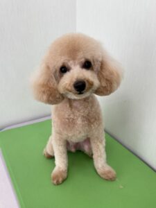 ドゥドゥくんのトリミング写真