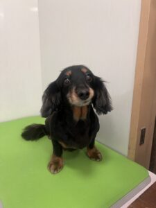 ナノハちゃんのトリミング写真