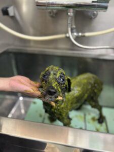 ネロくんのトリミング写真