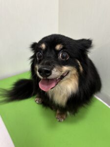 ハルちゃんのトリミング写真