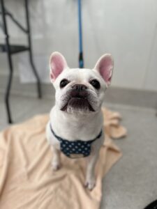 バニラちゃんのトリミング写真