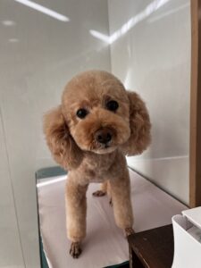 パルムくんのトリミング写真