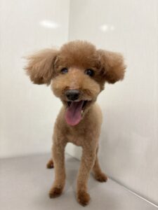 フランくんのトリミング写真