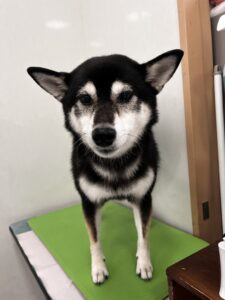 プーちゃんのトリミング写真