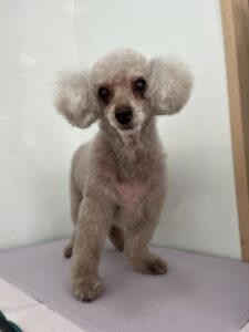 11月12日のわんこたちの写真