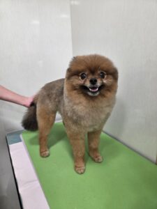 ポムくんのトリミング写真