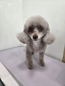 マイちゃんのトリミング写真