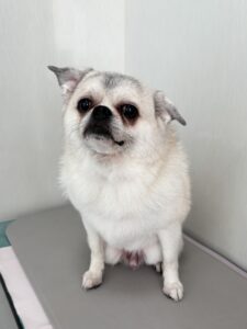 マロくんのトリミング写真