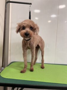 マロンくんのトリミング写真