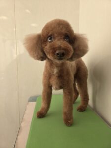 マロンくんのトリミング写真