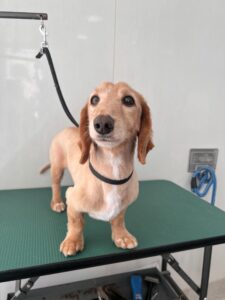 マロンくんのトリミング写真