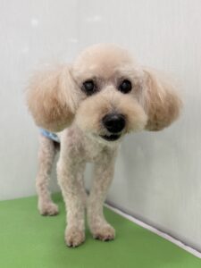 モカくんのトリミング写真