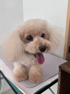 モカちゃんのトリミング写真
