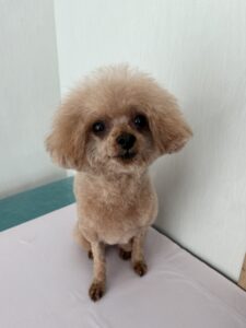 モコちゃんのトリミング写真