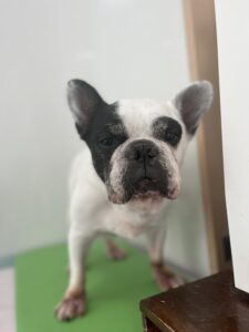 ヨシムネくんのトリミング写真