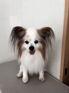 ライムくんのトリミング写真