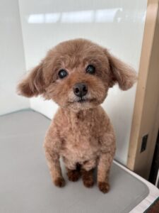 リヨンくんのトリミング写真