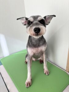 ルークくんのトリミング写真